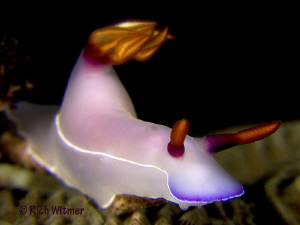 I'm on Fire! (Hypselodoris bullocki) at Komodo.  G9/DS160... by Richard Witmer 